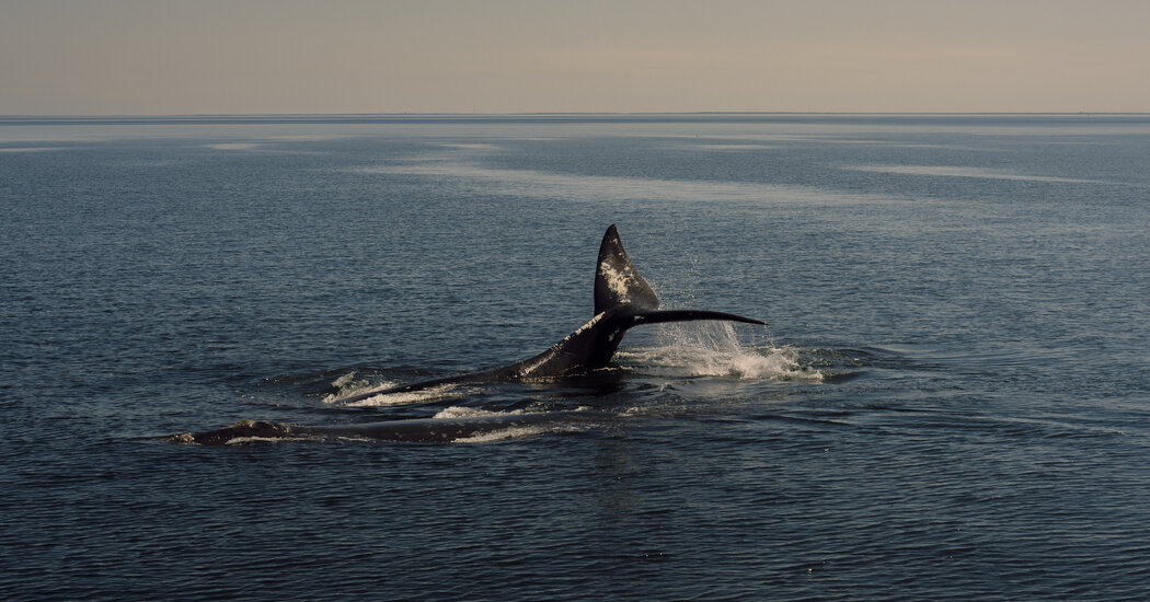 Biden Administration Withdraws Protections for Endangered Whales