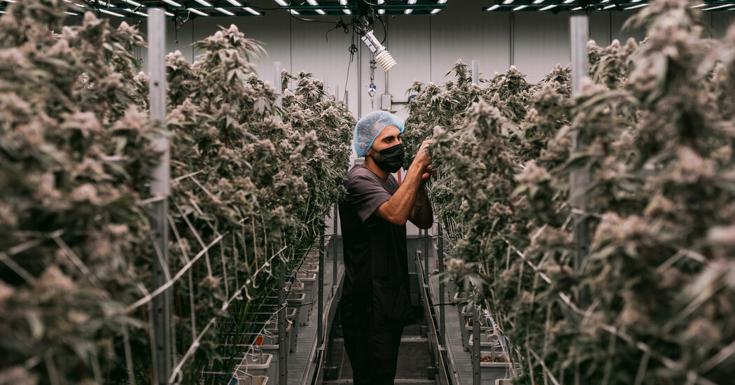 Inside the $32 Billion Industry Transforming Marijuana