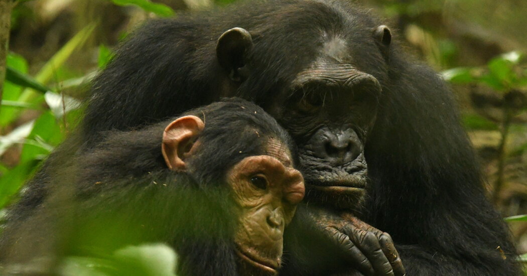 Mother Chimp and Daughter Share a Special Sign