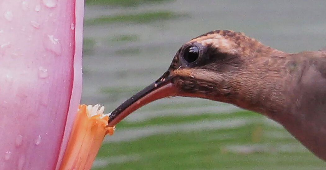 The Hitchhiker’s Guide to the Hummingbird