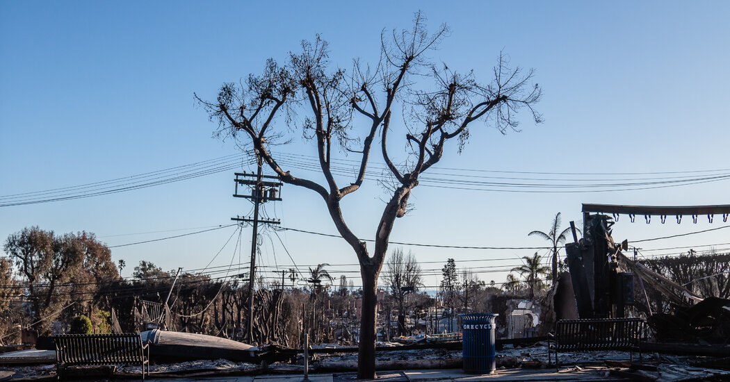 The Los Angeles Fires Burned Livelihoods, Too