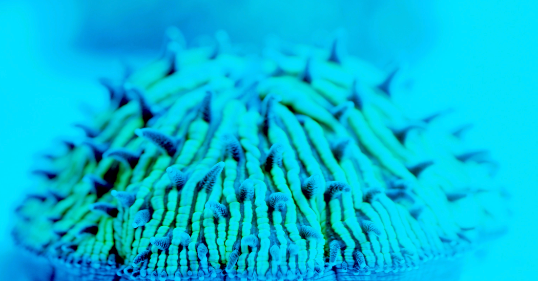 These Corals Are Made for Walking