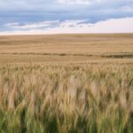 A farmer's field in Alberta, Canada (Priscilla Du Preez/Unsplash)