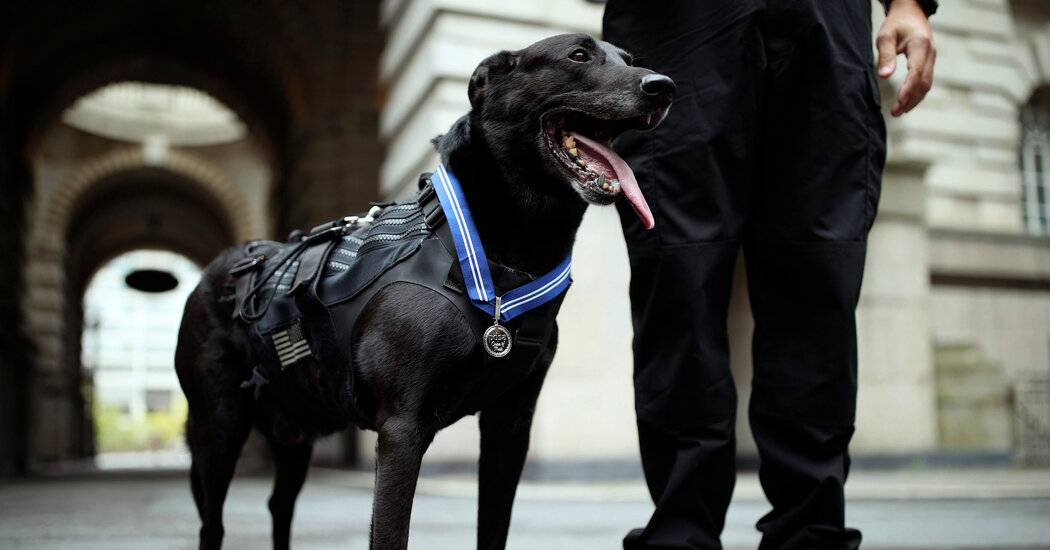 Hurricane, Dog Who Protected Obama White House From Intruder, Dies at 15