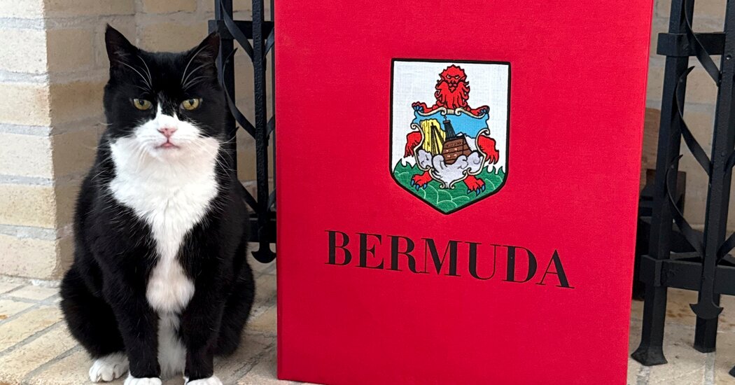 Palmerston, the British Foreign Service Cat, Takes Up New Post in Bermuda