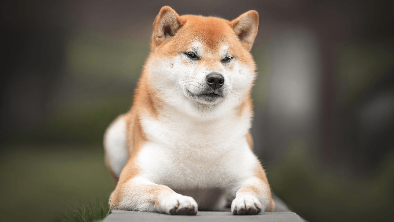 UAE Ministry Partners With Shiba Inu to Drive Web3 Innovation